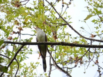 Yellow-billed Cuckoo - ML130130651