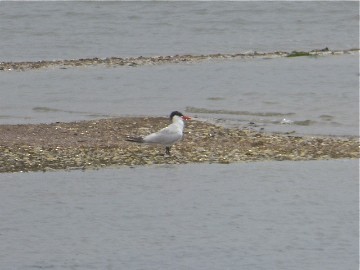 Caspian Tern - ML130130751