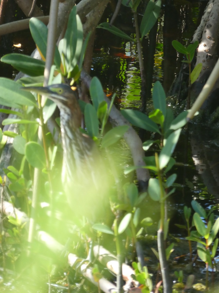 Green Heron - ML130131771