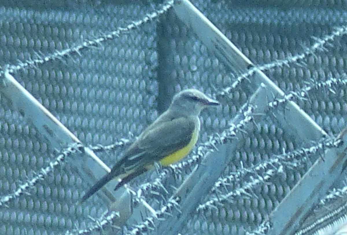 Western Kingbird - Marc Chelemer