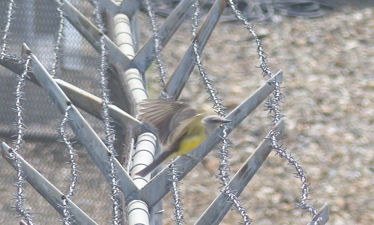 Western Kingbird - Marc Chelemer