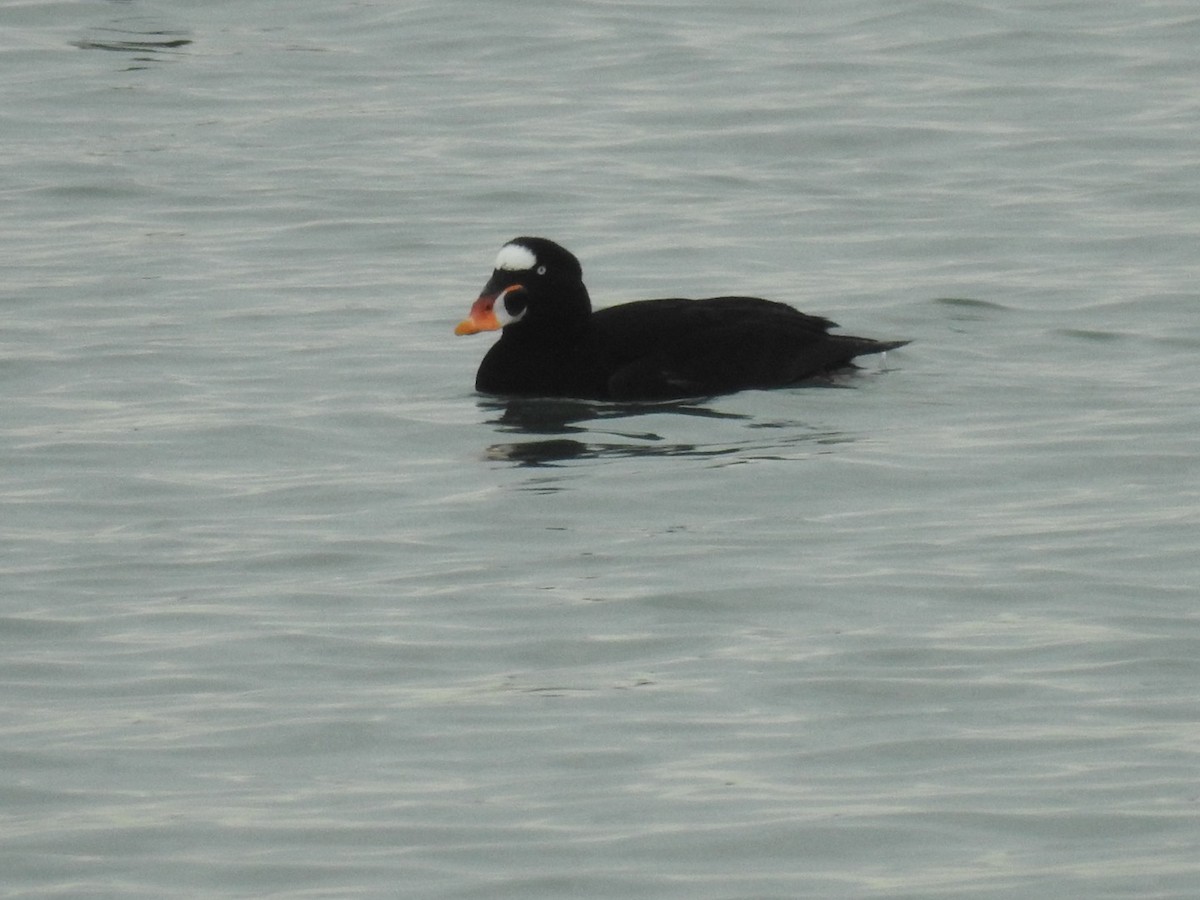 Surf Scoter - Bruce Hoover