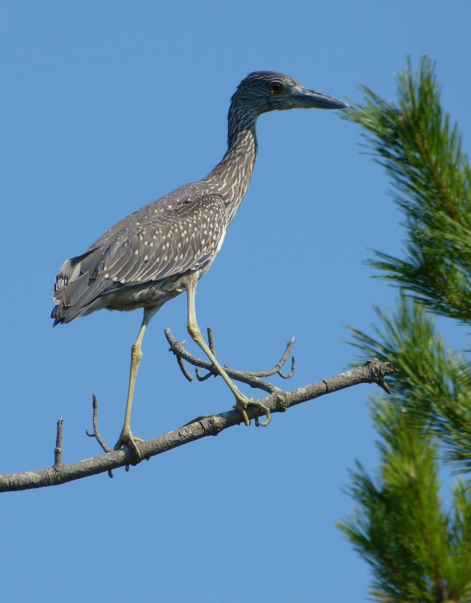 Yellow-crowned Night Heron - ML130135441