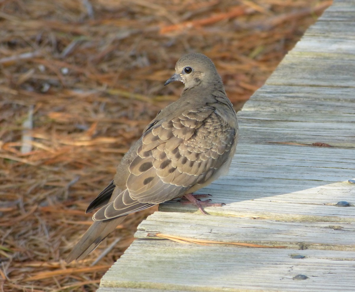 Mourning Dove - ML130135451