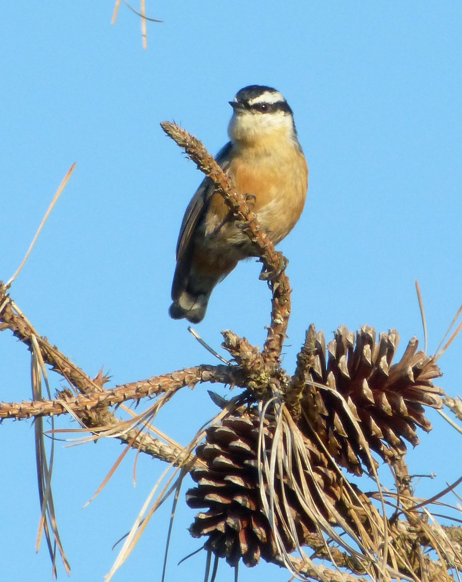 Red-breasted Nuthatch - ML130135461