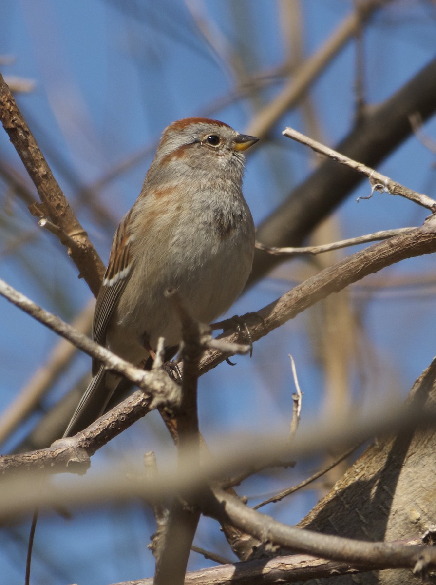 American Tree Sparrow - ML130135701