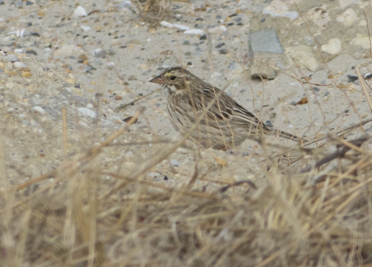 Savannah Sparrow (Ipswich) - ML130135821