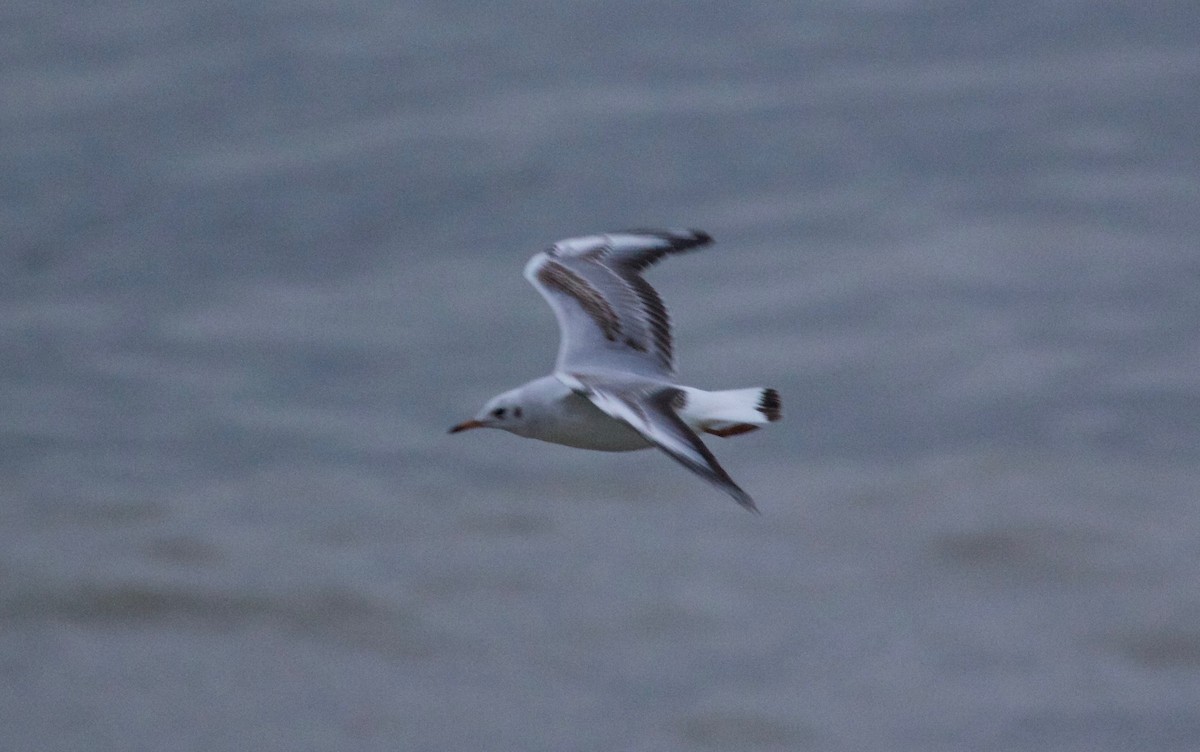 Black-headed Gull - ML130136731