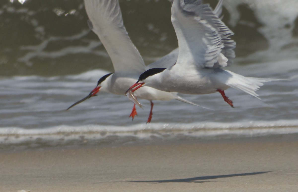 Common Tern - John Gluth