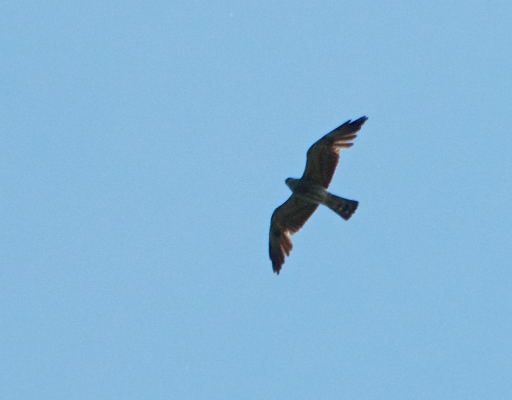 Mississippi Kite - ML130136961