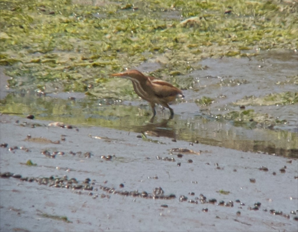 Least Bittern - ML130137111