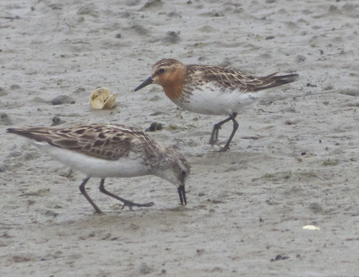 Red-necked Stint - ML130137261