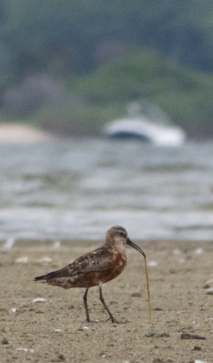 Curlew Sandpiper - ML130138071