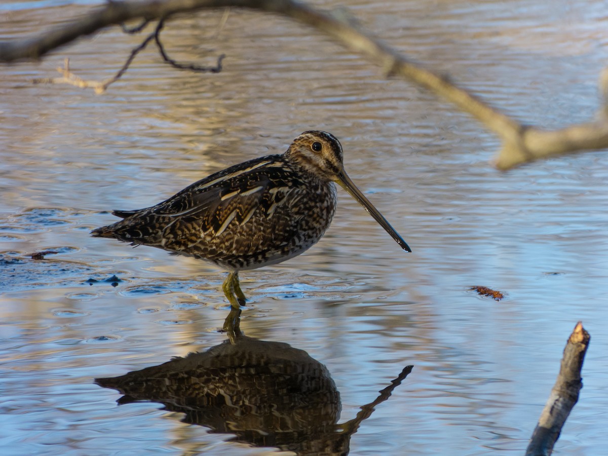 bekasina severoamerická - ML130139201