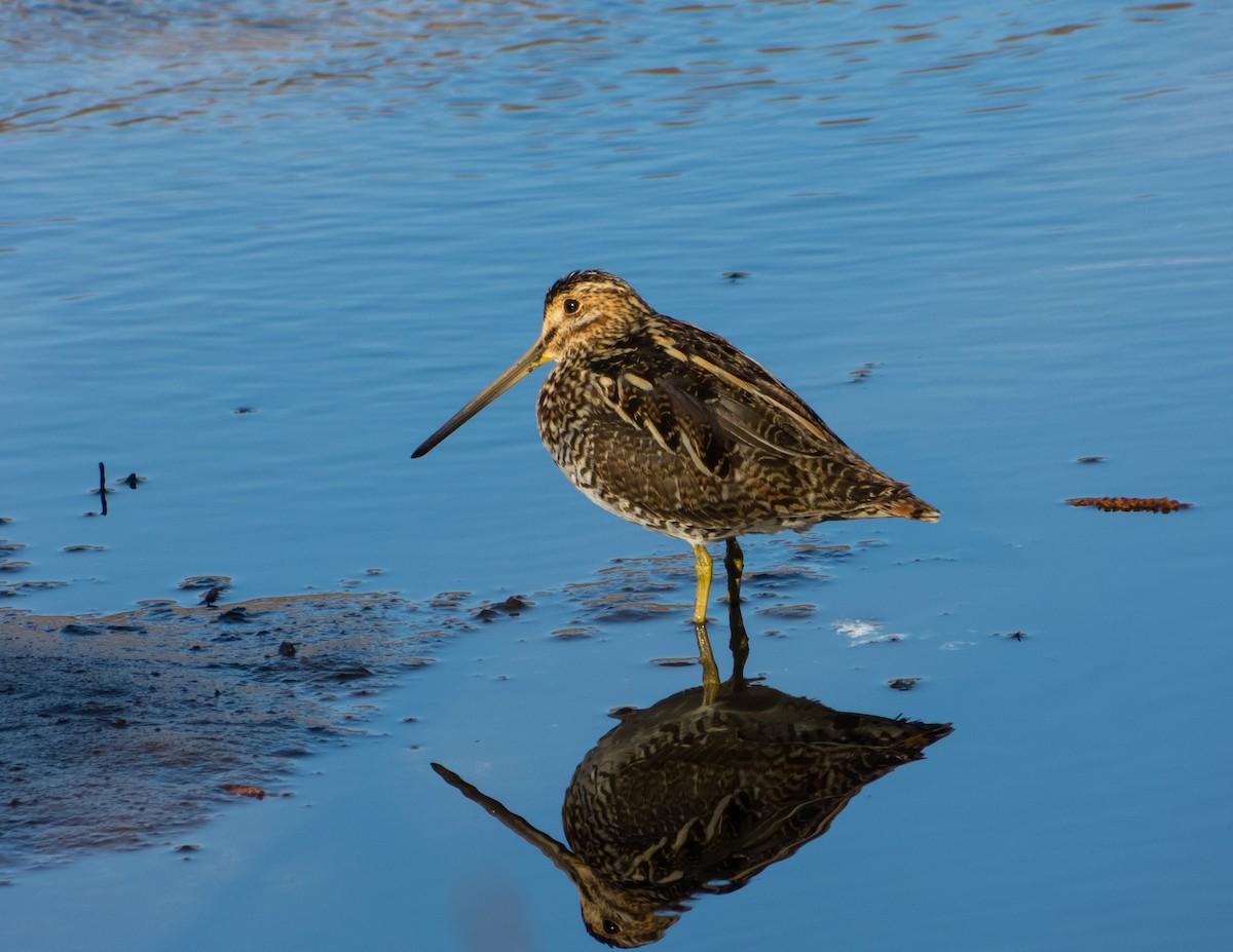 Wilson's Snipe - ML130139221