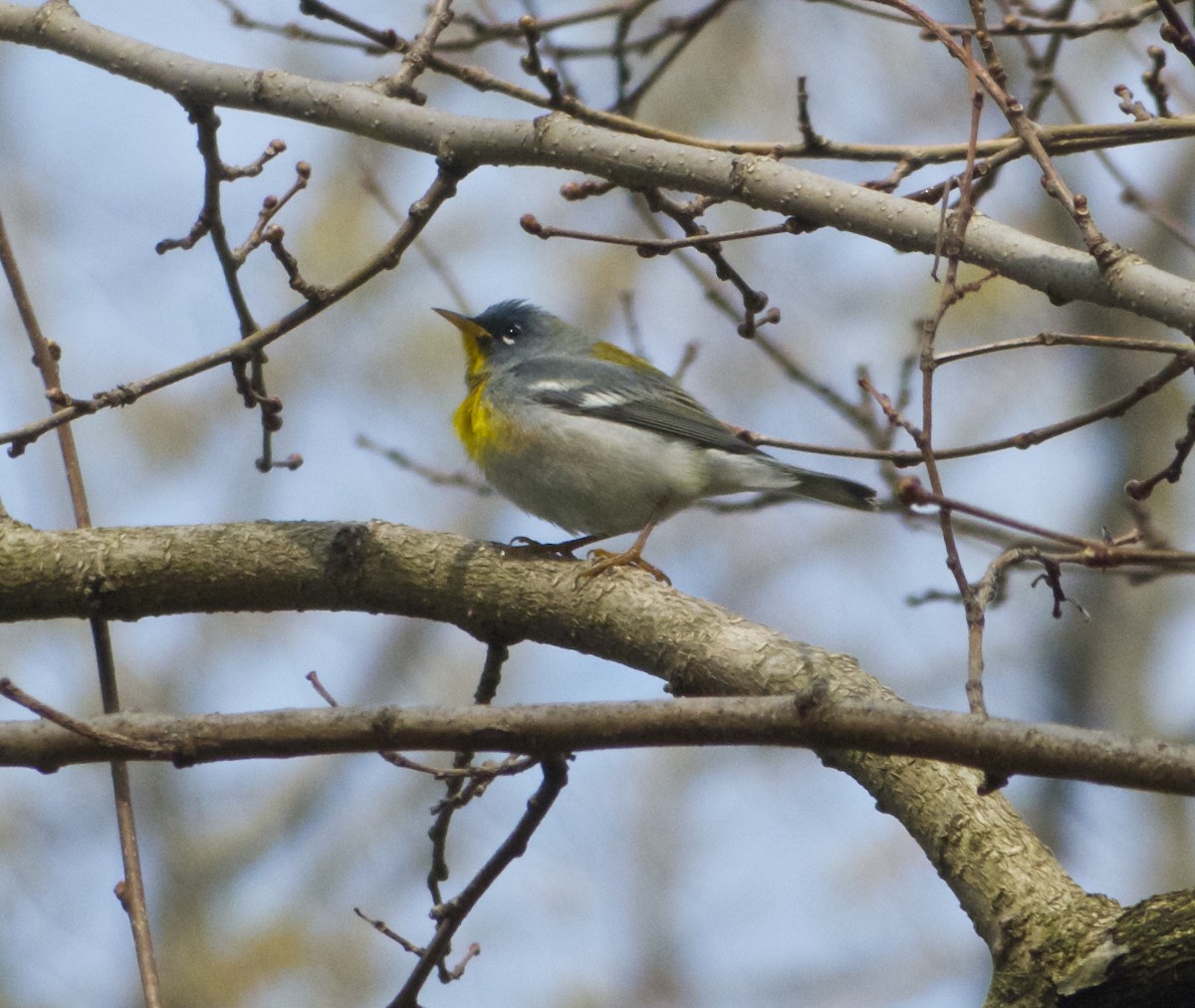 פרולה צפונית - ML130139341