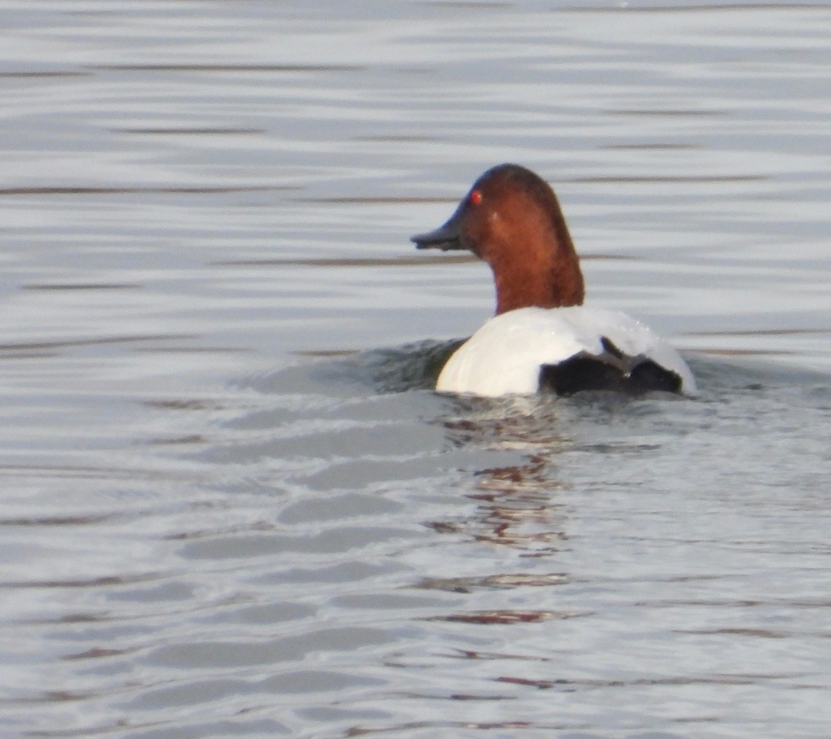 Canvasback - ML130139671