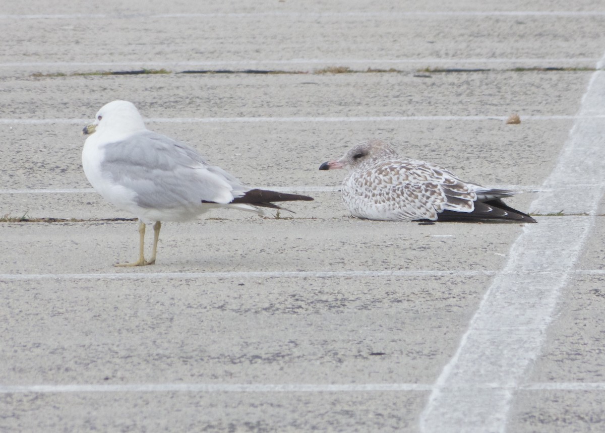 Ring-billed Gull - ML130139751