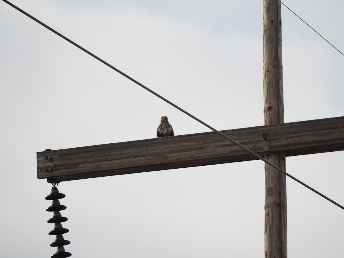 Rough-legged Hawk - ML130140311