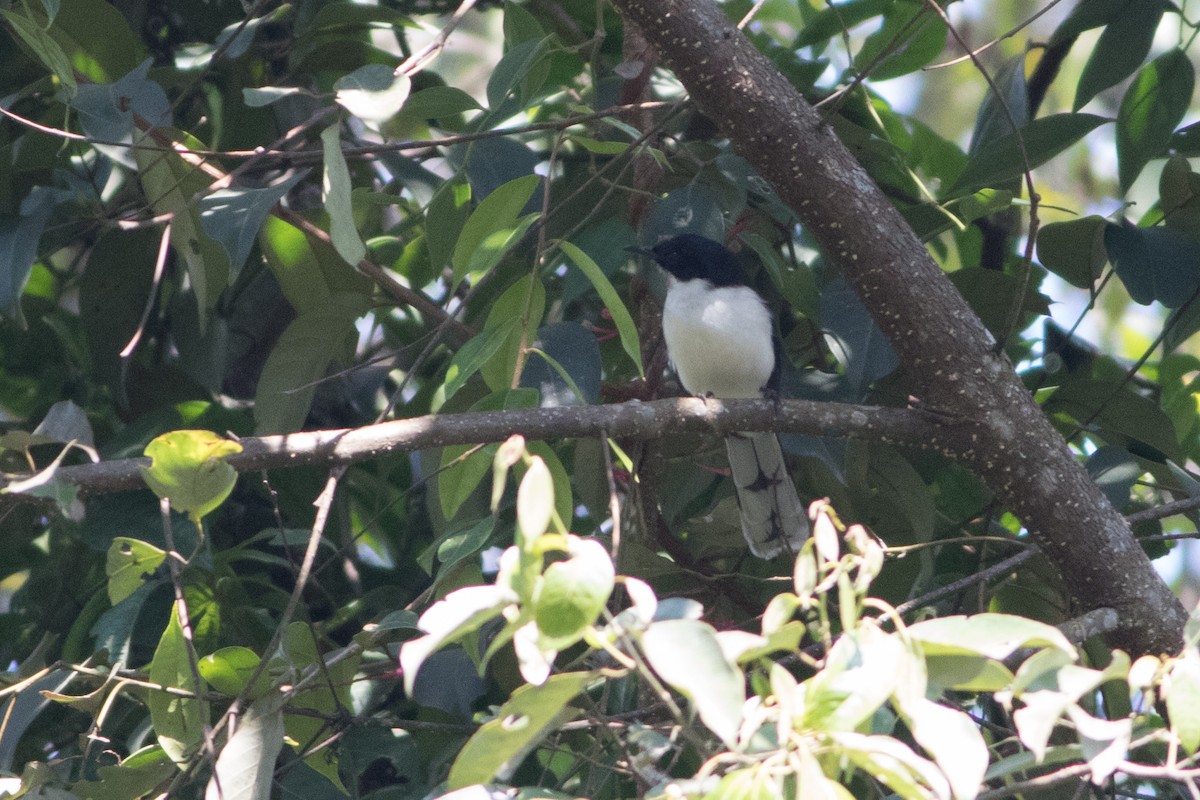 Black-backed Sibia - ML130140621