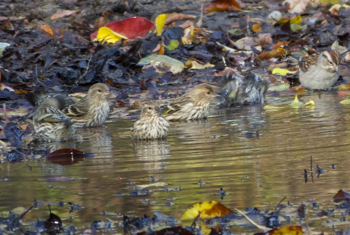Pine Siskin - John Gluth