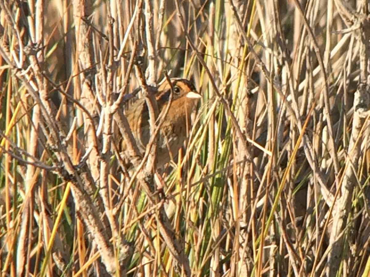 Nelson's Sparrow - ML130140871