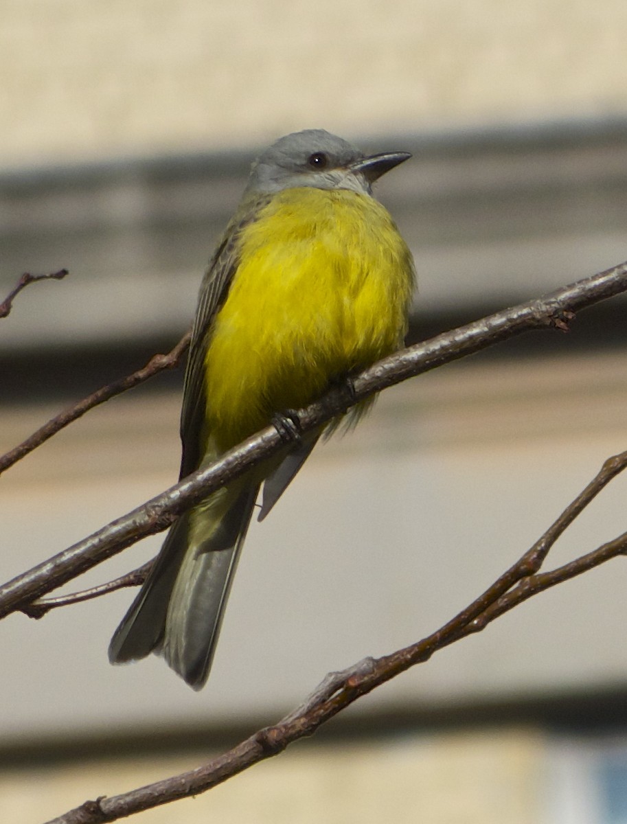 Couch's Kingbird - ML130141161