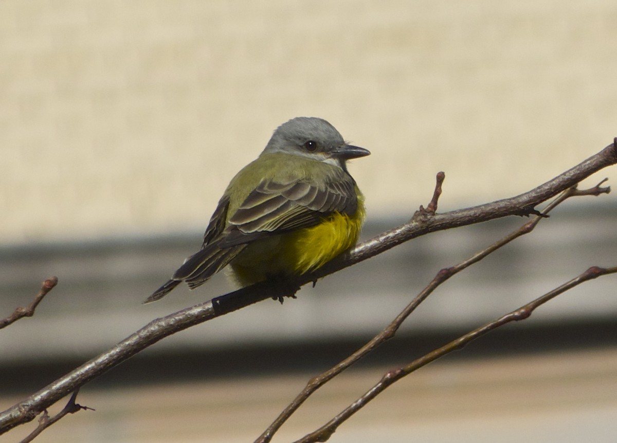 Couch's Kingbird - ML130141191