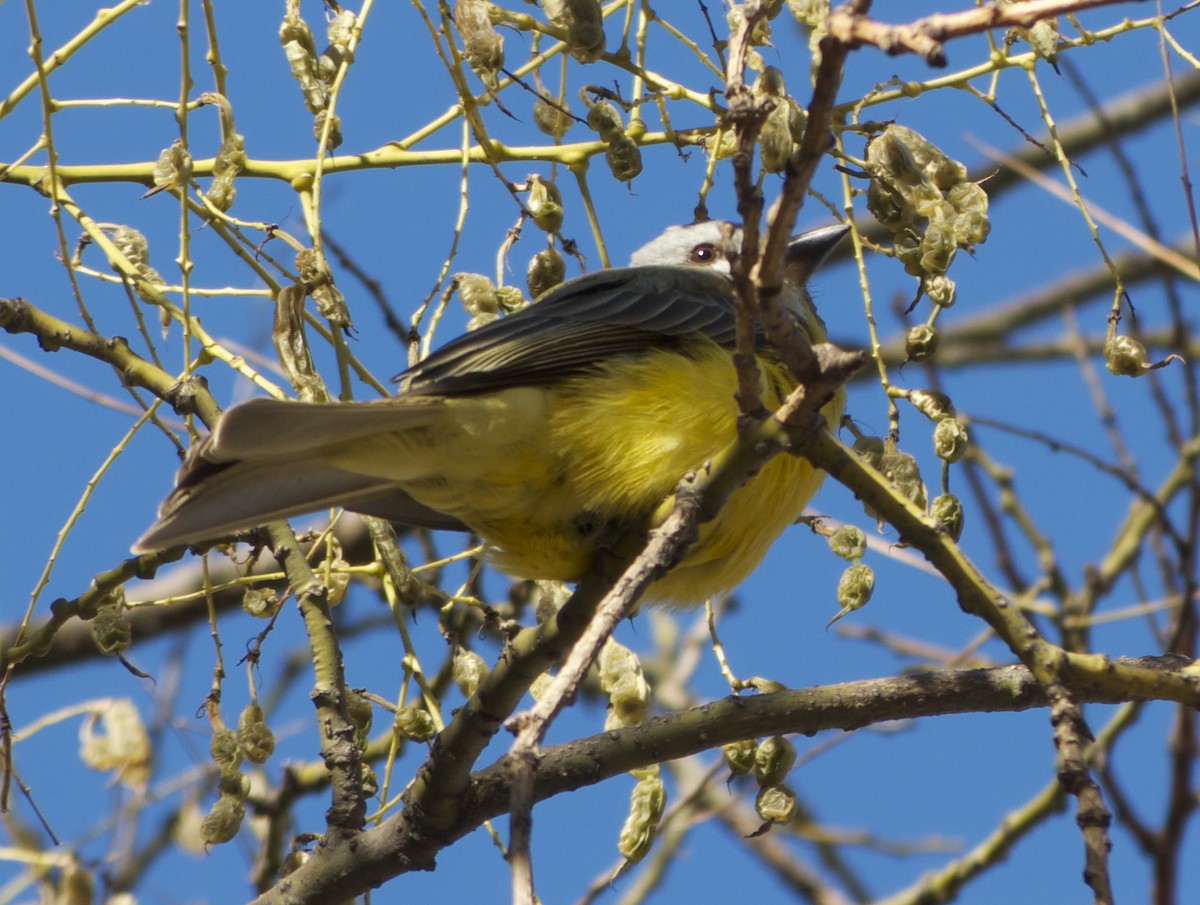 Couch's Kingbird - ML130141201