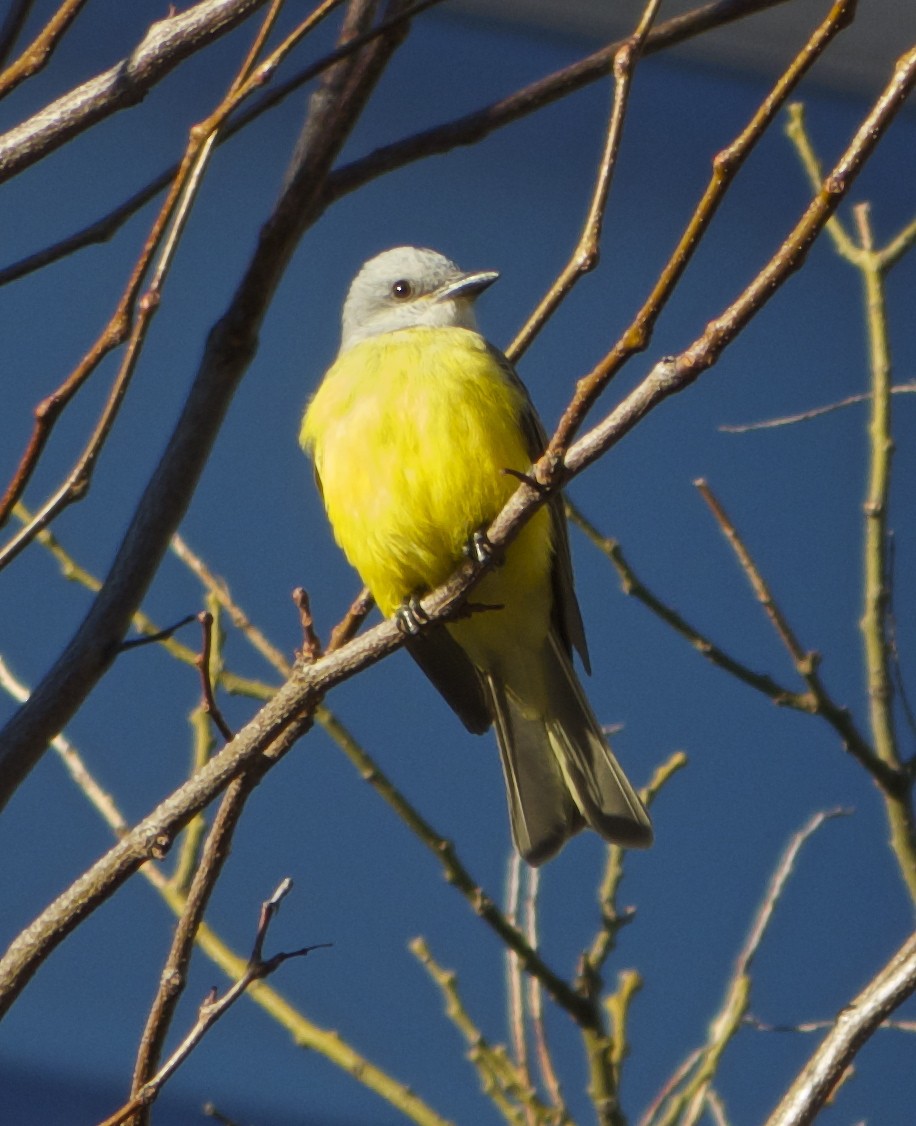 Couch's Kingbird - ML130141221