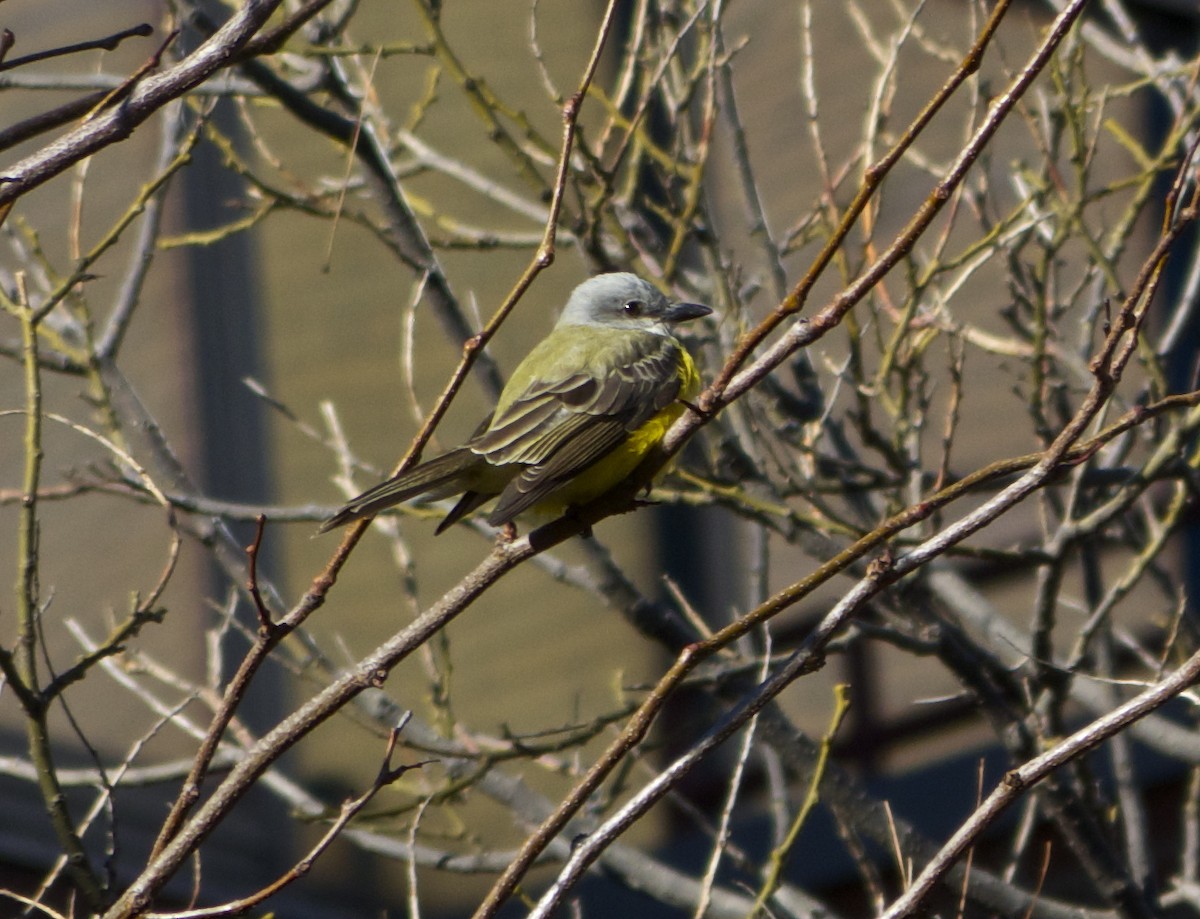 Couch's Kingbird - ML130141231