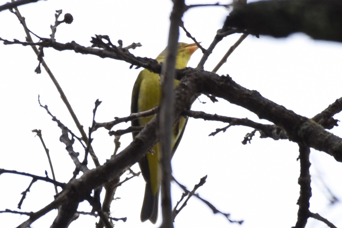 Western Tanager - ML130141531