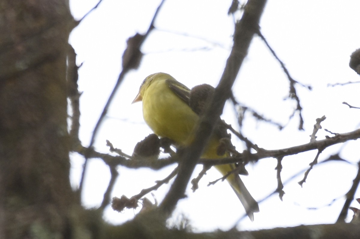 Western Tanager - ML130141541