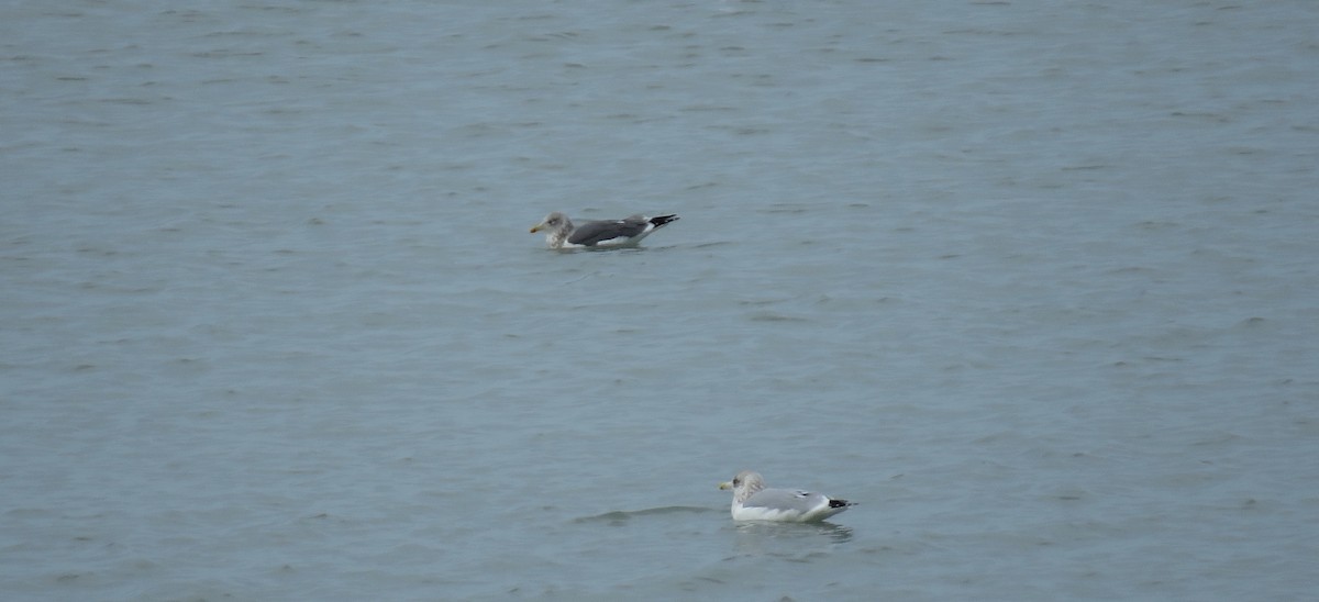 Lesser Black-backed Gull - Cole DiFabio