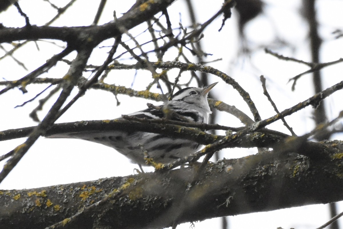 Black-and-white Warbler - ML130141641