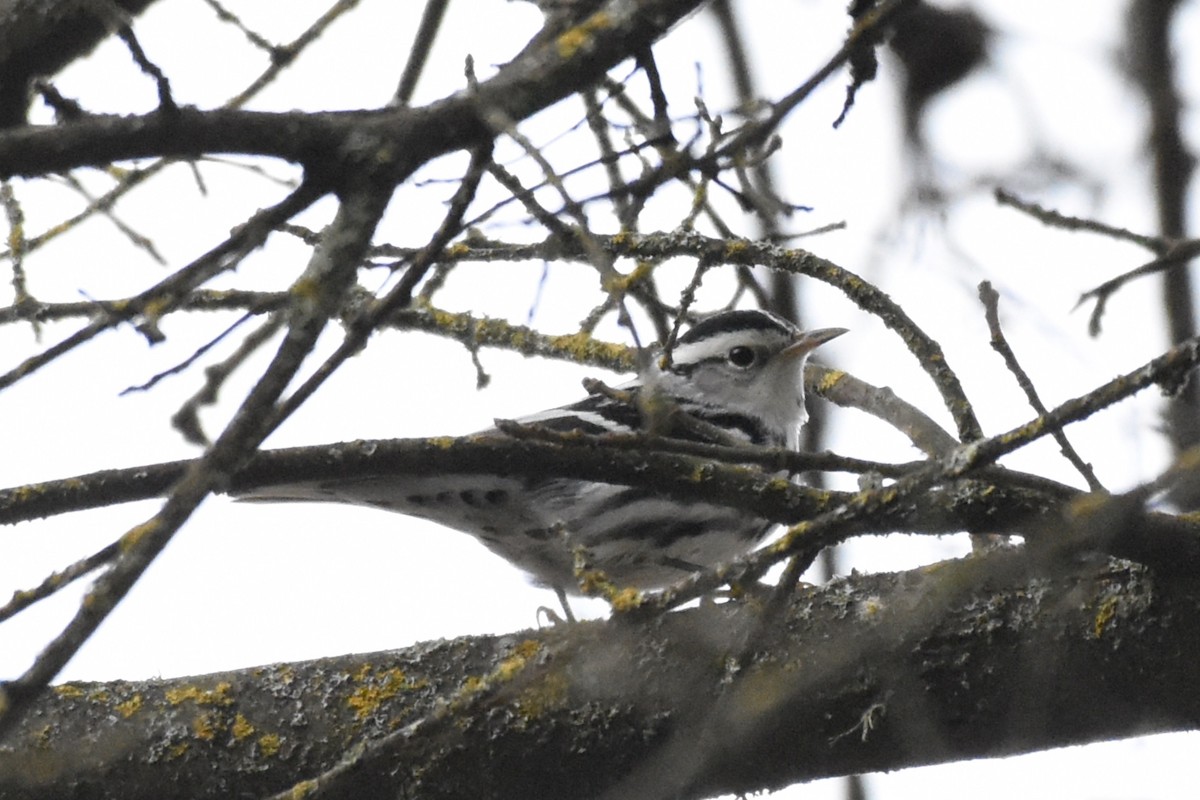 Black-and-white Warbler - ML130141741