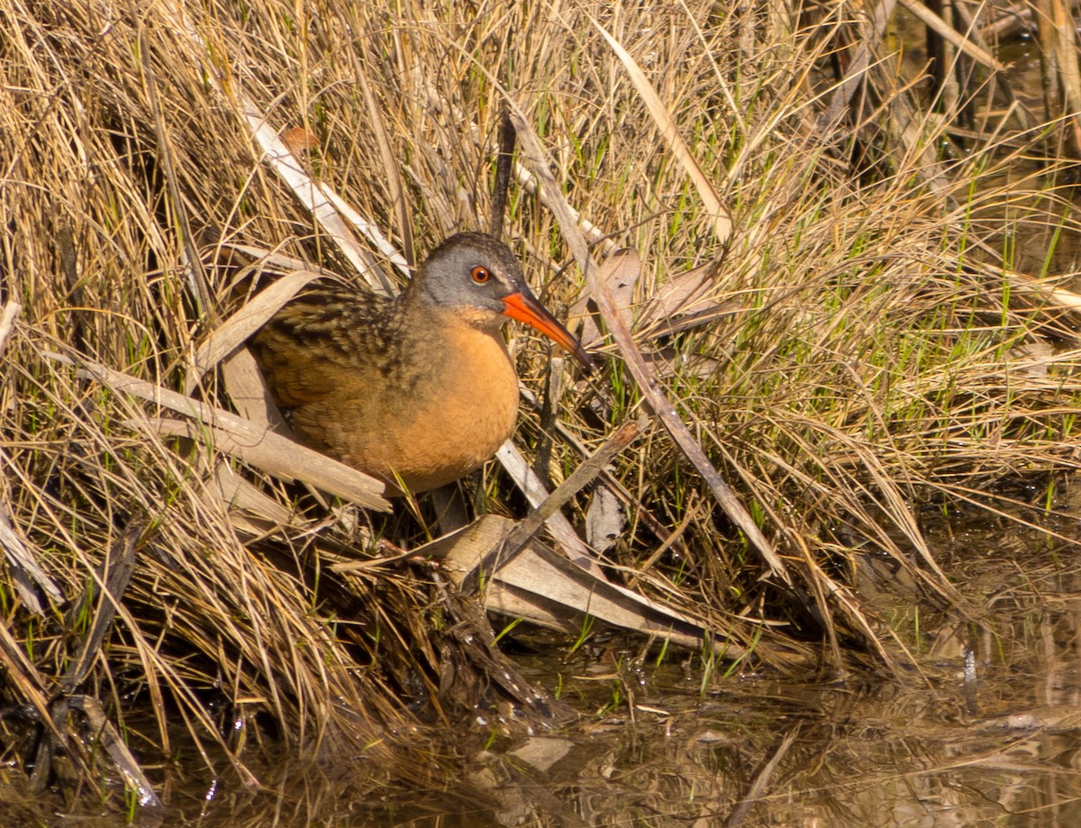 Virginia Rail - ML130142221