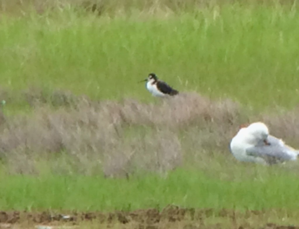 Black-necked Stilt - ML130142551