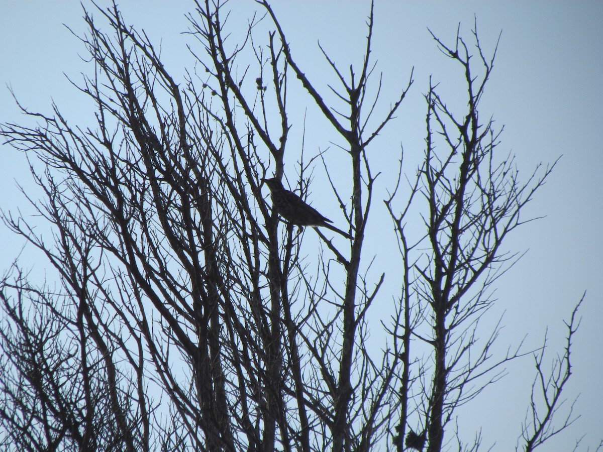 American Robin - ML130143611