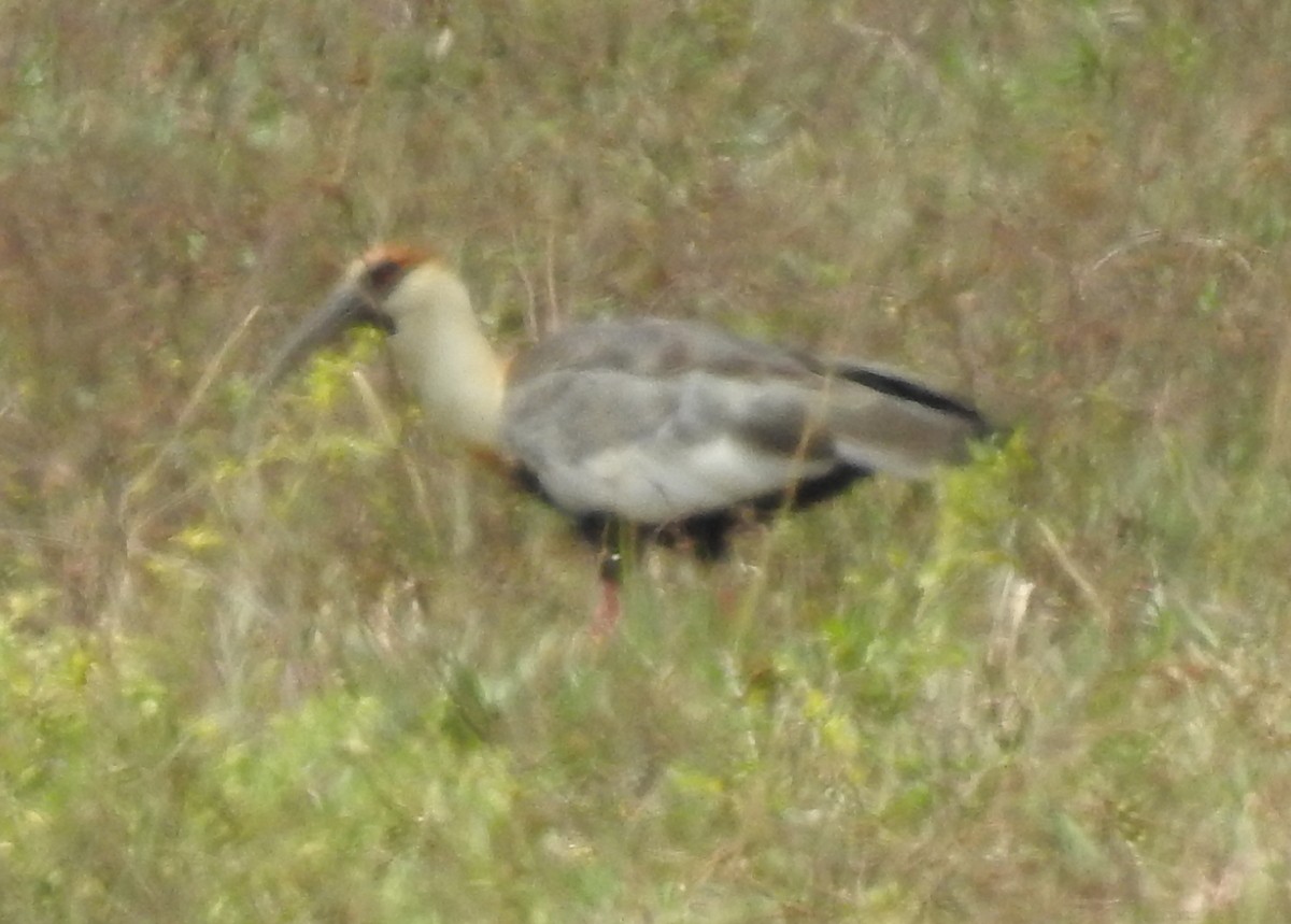 ibis bělokřídlý - ML130145411