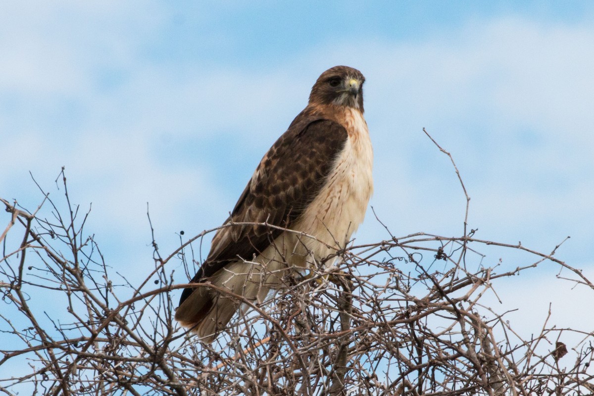 Red-tailed Hawk - ML130145611