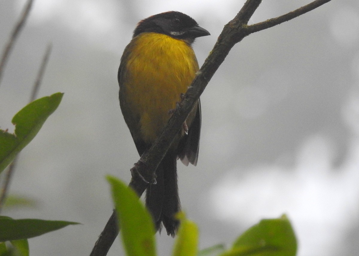 Weißbart-Buschammer (albofrenatus) - ML130145801