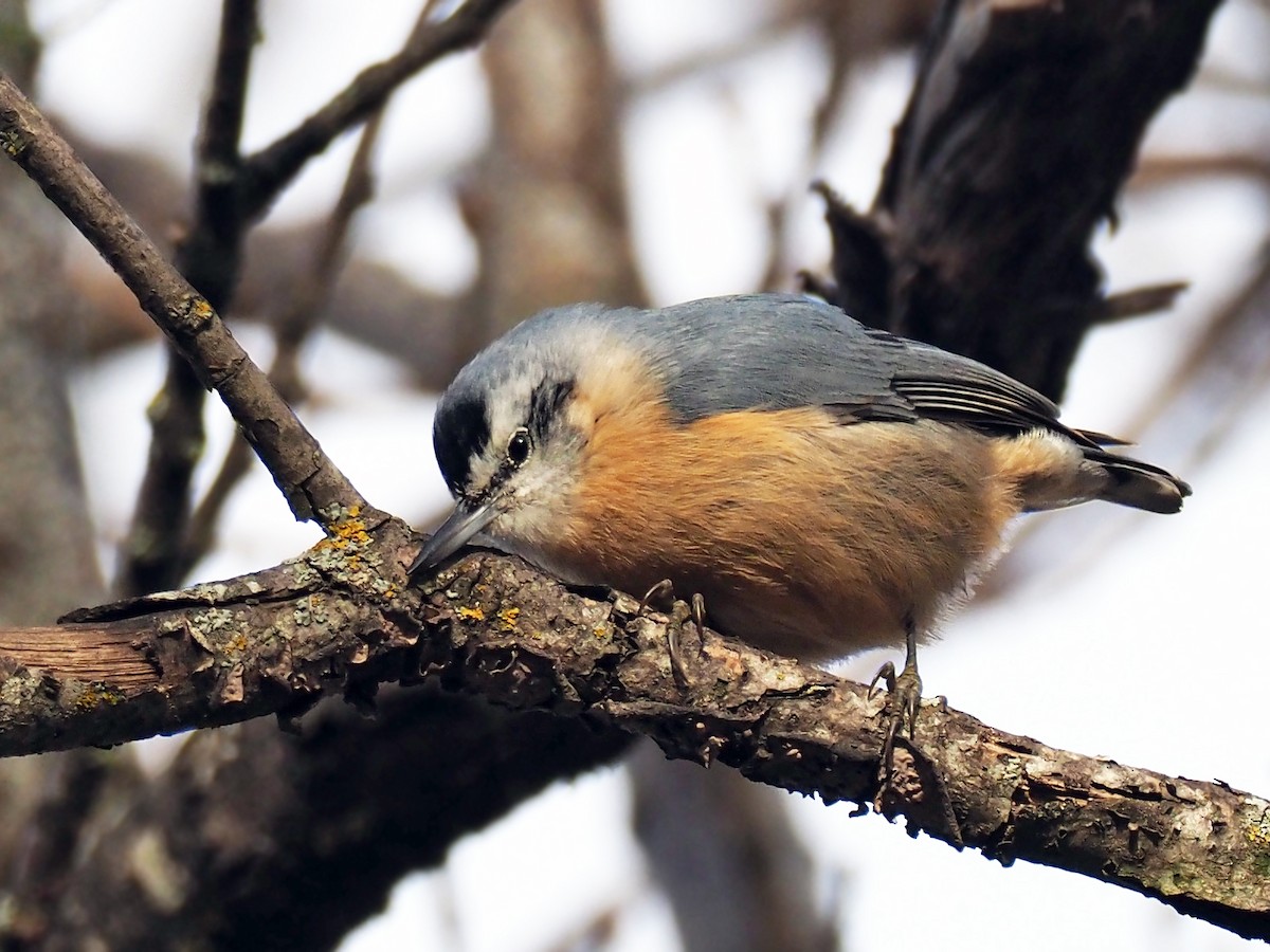 Algerian Nuthatch - ML130147941