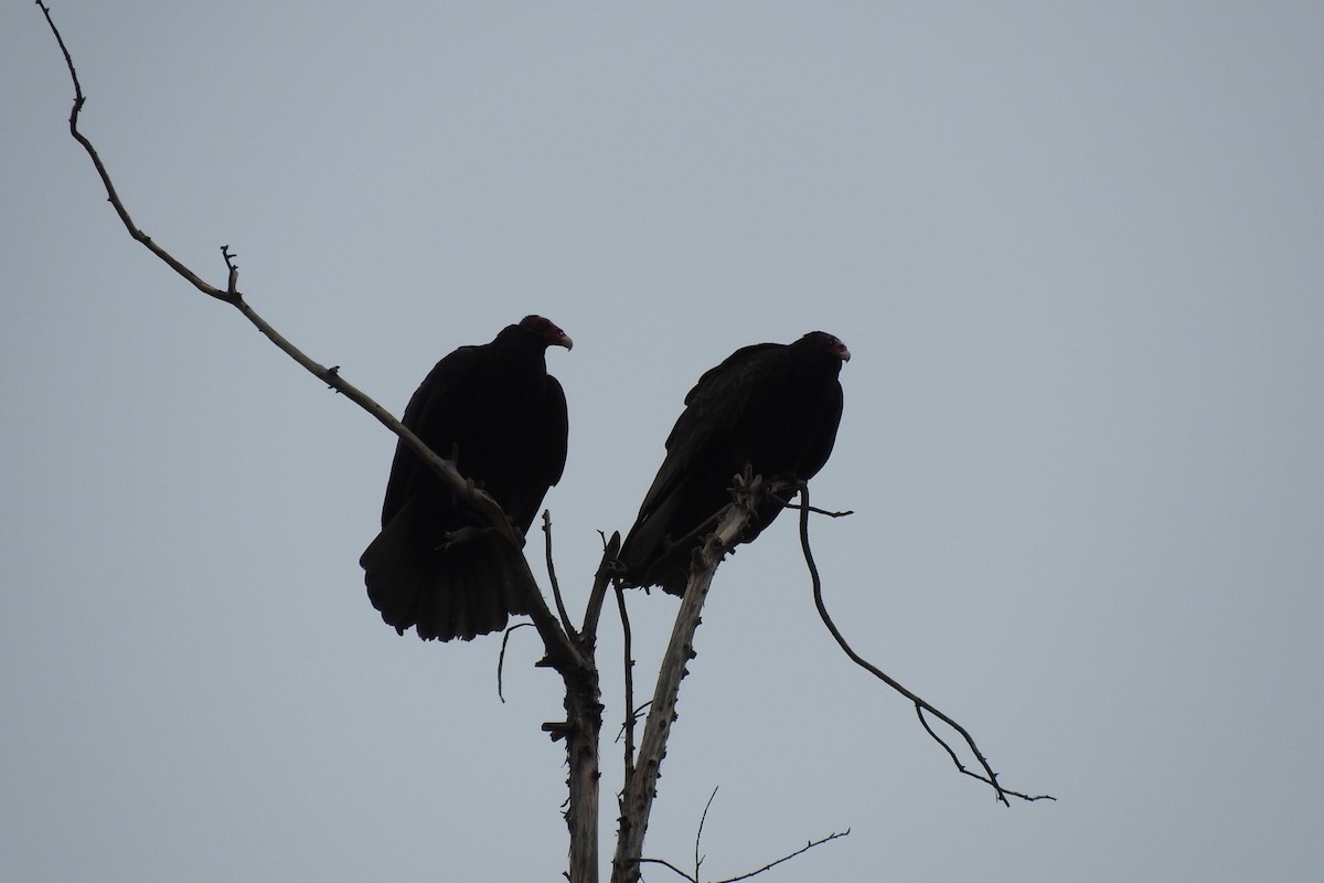 Turkey Vulture - ML130147961