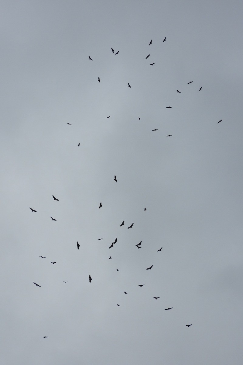 Turkey Vulture - ML130147971