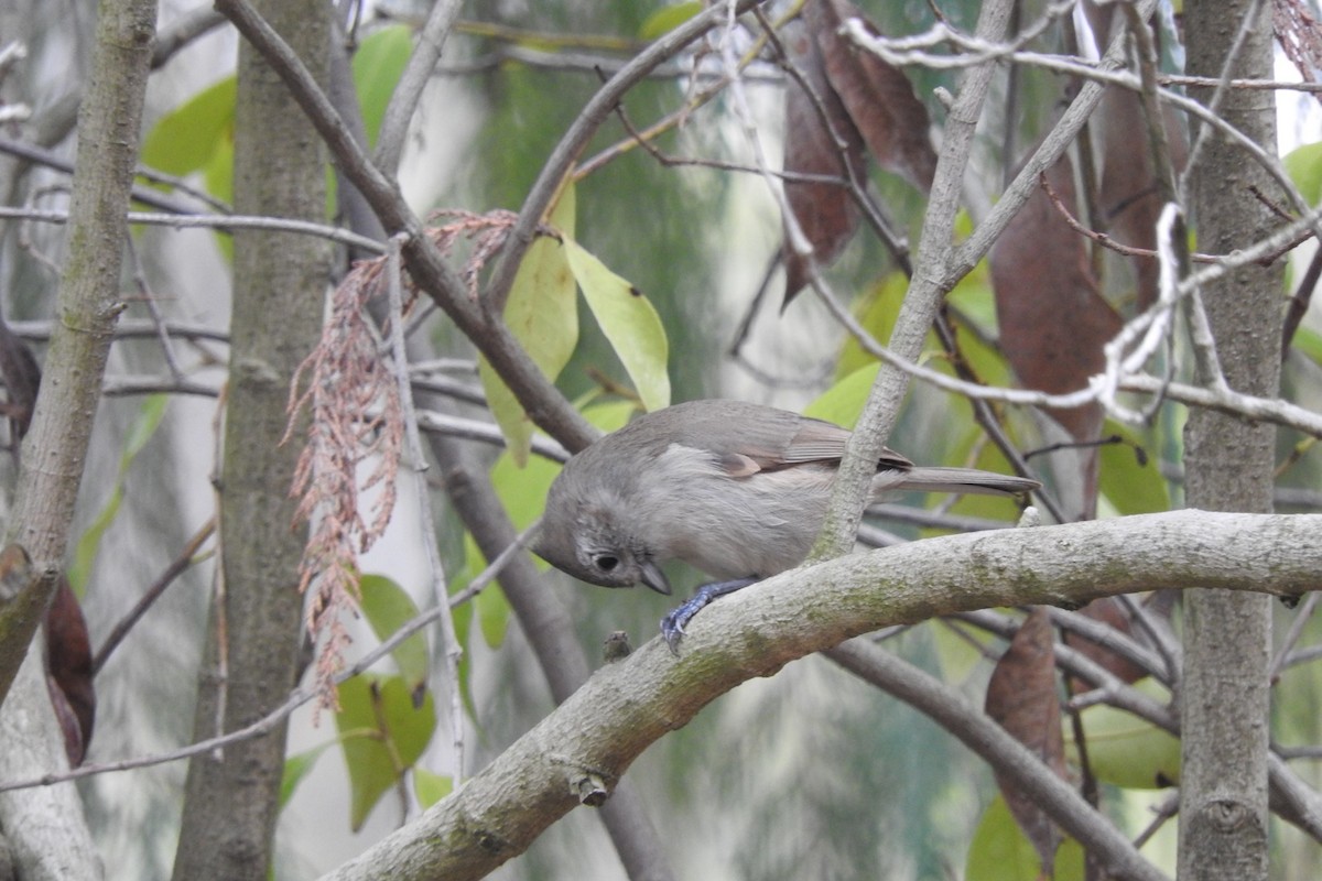 Oak Titmouse - ML130148041