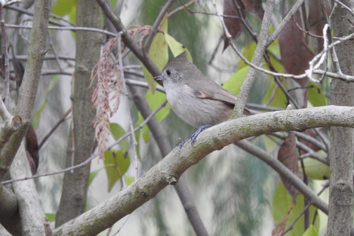 Oak Titmouse - ML130148051