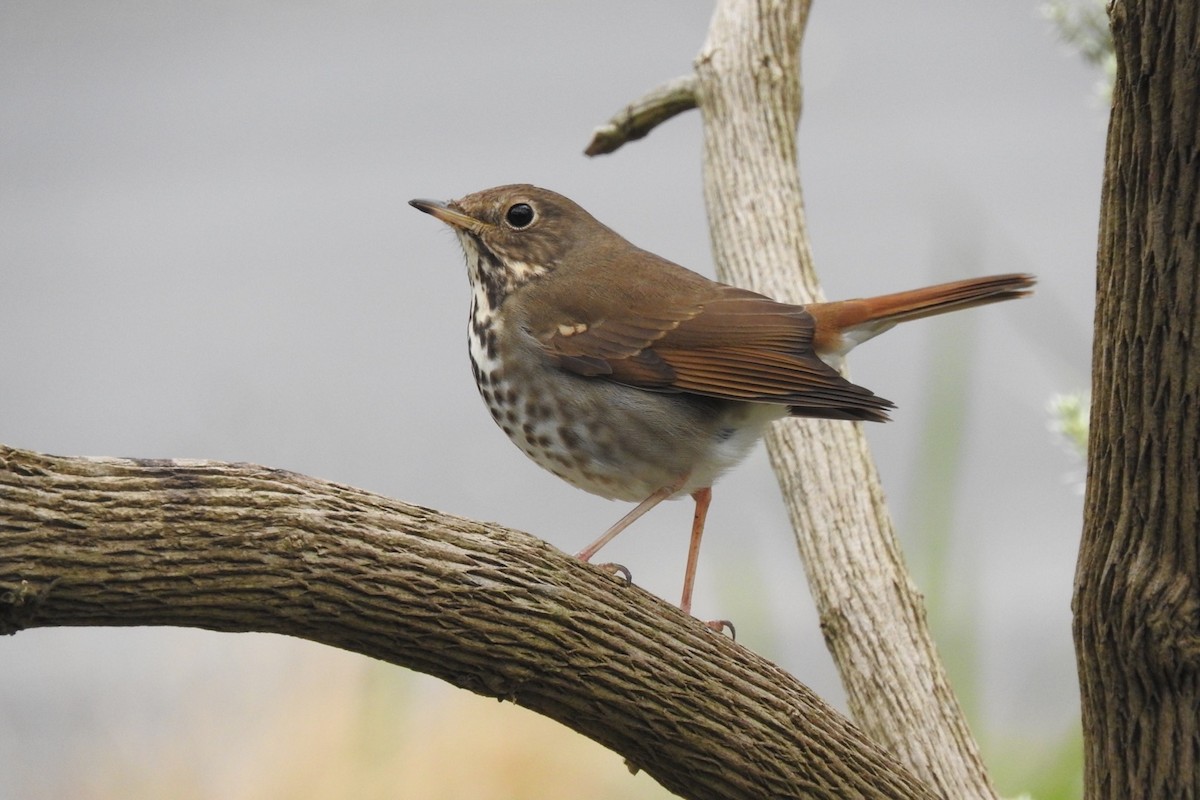 Hermit Thrush - Ronan Nicholson