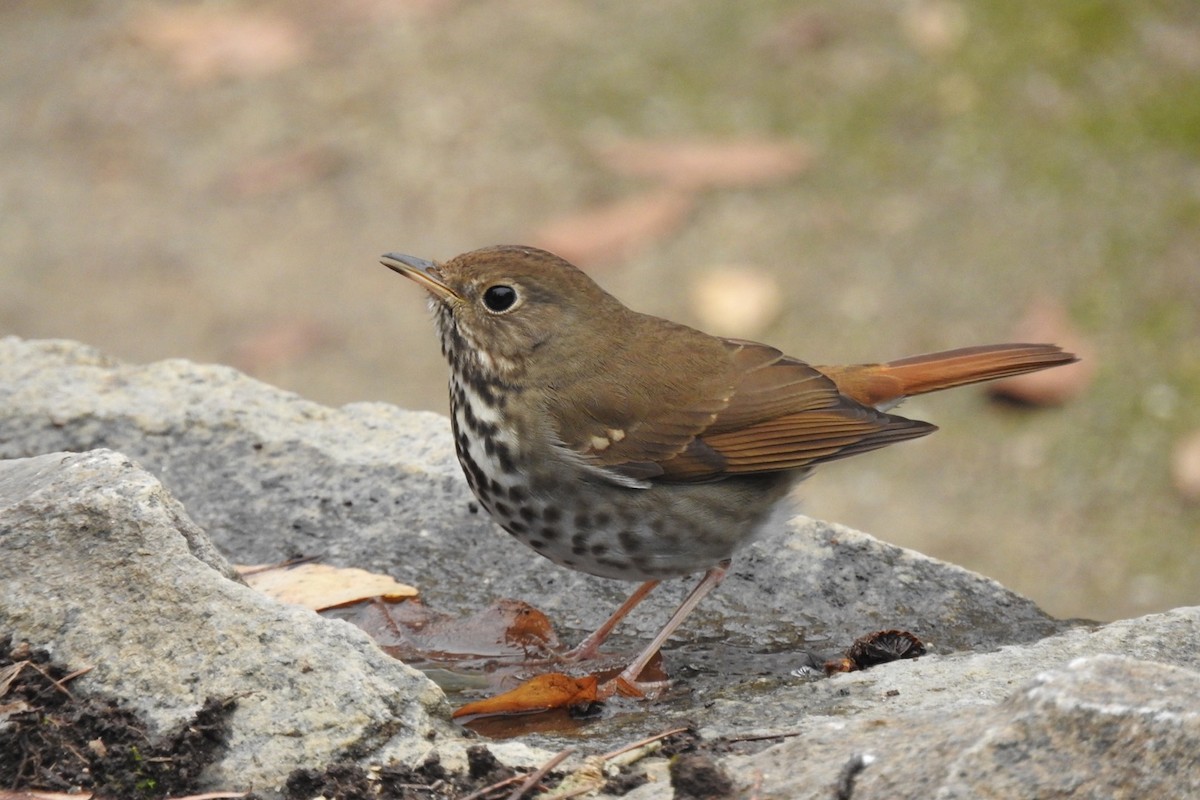 Hermit Thrush - ML130148101