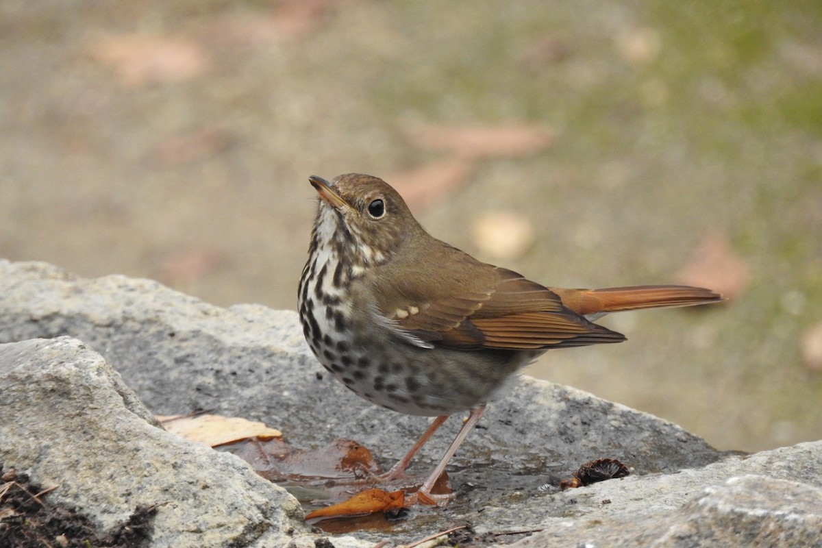 Hermit Thrush - ML130148121